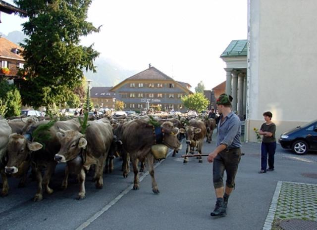 Oxa Penzion